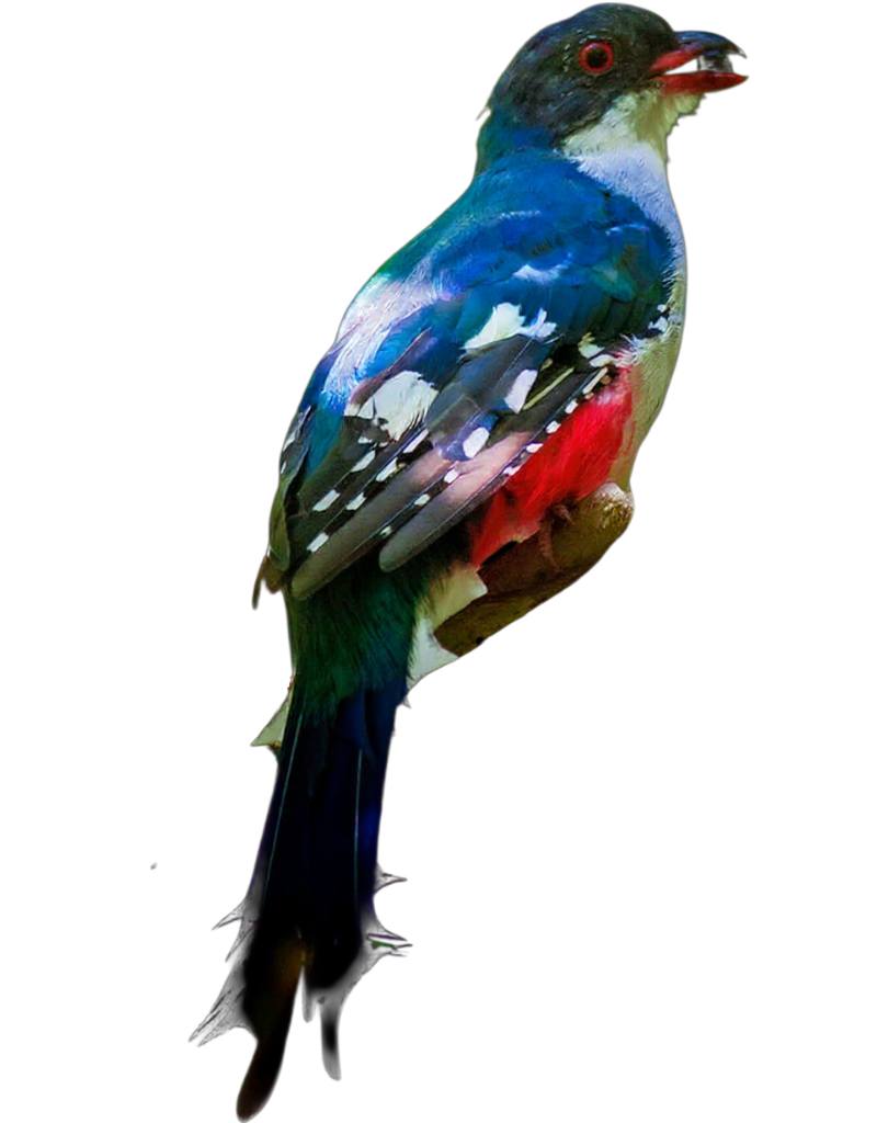 Cuban Trogon